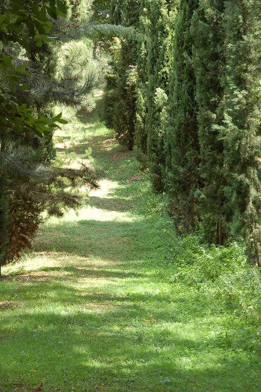 La Vecchia Quercia Acomodação com café da manhã Selci  Exterior foto